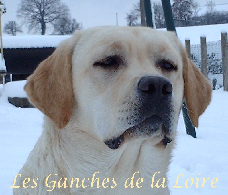 Abricot des Ganches de la Loire