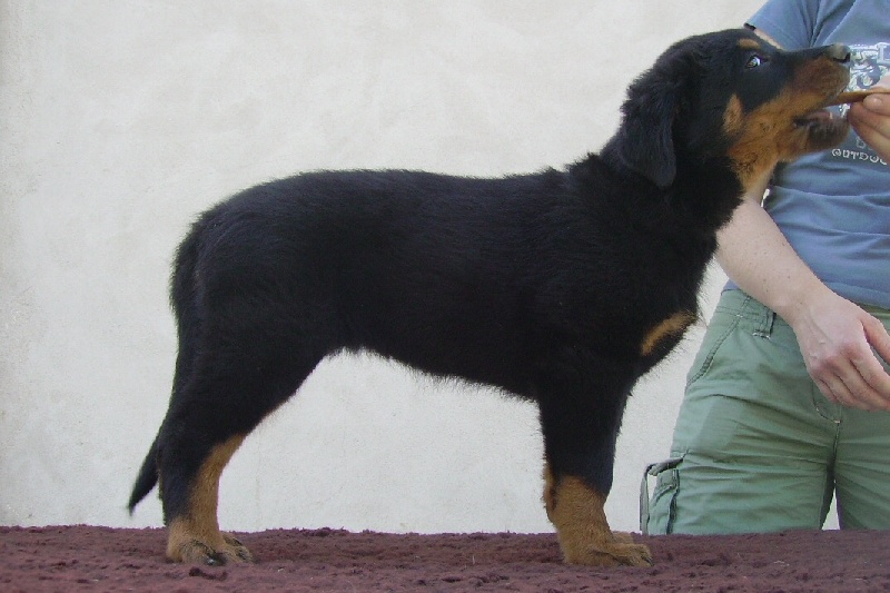 Dieselle des Ganches de la Loire