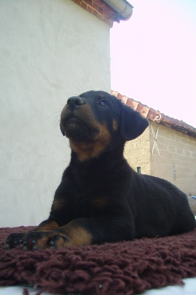 Duke des Ganches de la Loire