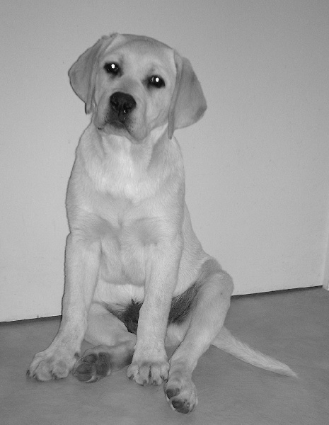 Elton des Ganches de la Loire
