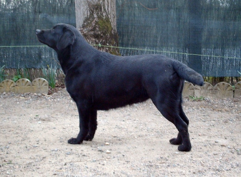 Dawa des Ganches de la Loire