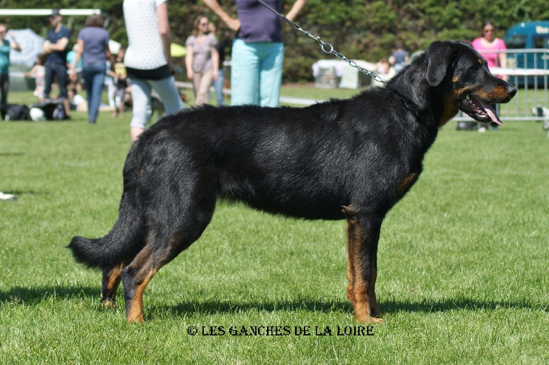 Hanggun des Ganches de la Loire
