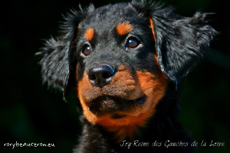 Joy-reine des Ganches de la Loire