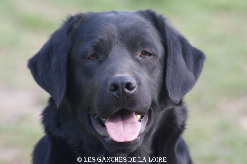 Fossette des Ganches de la Loire