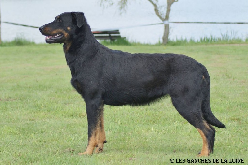 CH. Iumana des Ganches de la Loire