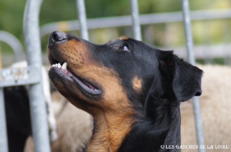 Loki des Ganches de la Loire