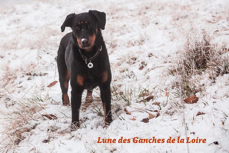 Lune des Ganches de la Loire