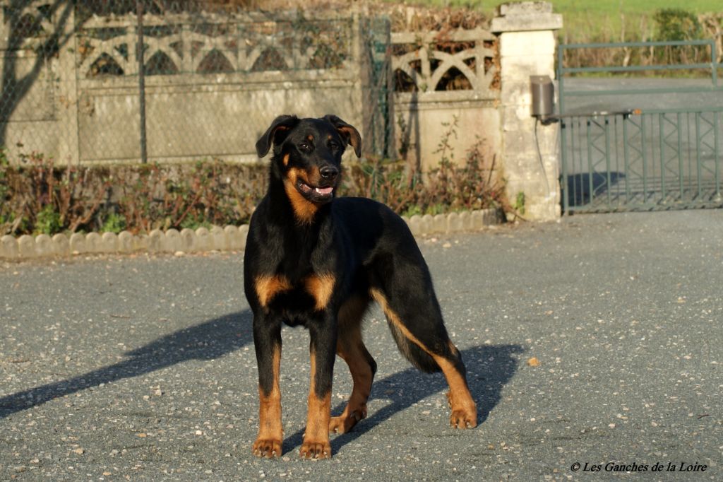 CH. Phifi brin d'assiers des Ganches de la Loire