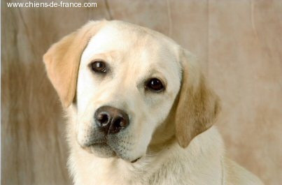 des Ganches de la Loire - Meilleure Puppy à Limoges !!!