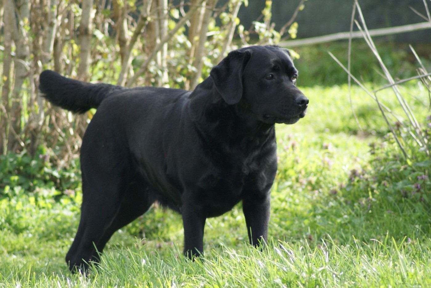 Bientôt des bébés....