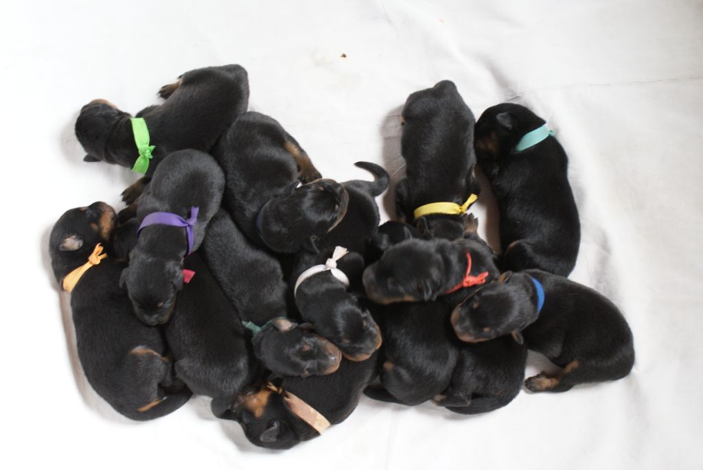 Chiots Beaucerons à réserver !