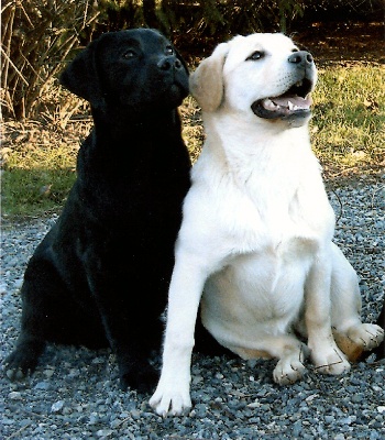 des Ganches de la Loire - nos Labradors