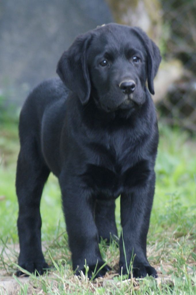 Chiot mâle noir disponible