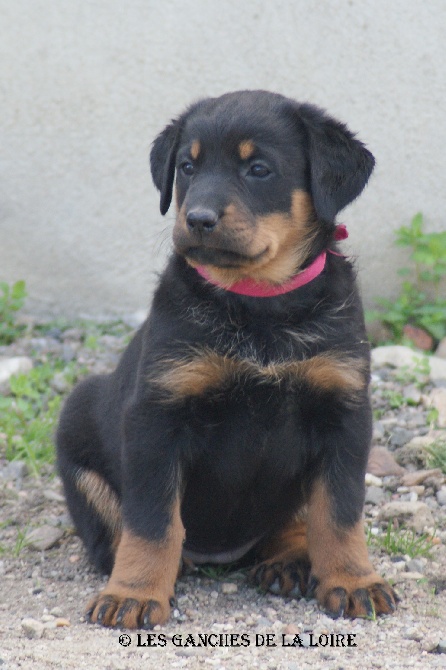 des Ganches de la Loire - Photos des Chiots