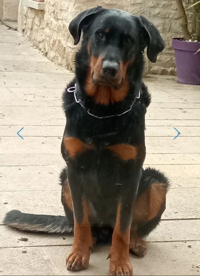 Chiots Beaucerons attendus mi janvier !