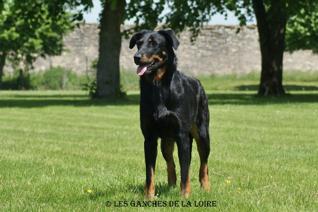 des Ganches de la Loire - résultats d'exposition