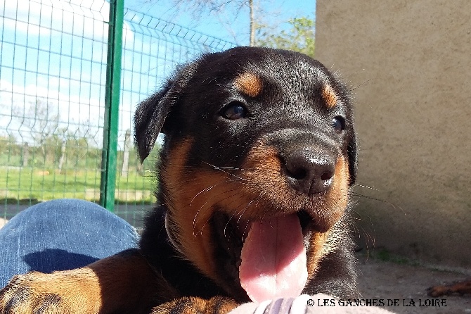 des Ganches de la Loire - Photos des Chiots