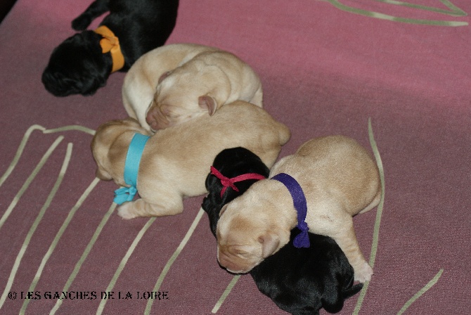 des Ganches de la Loire - Les bébés sont nés !
