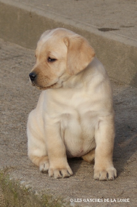 des Ganches de la Loire - Photos des Chiots
