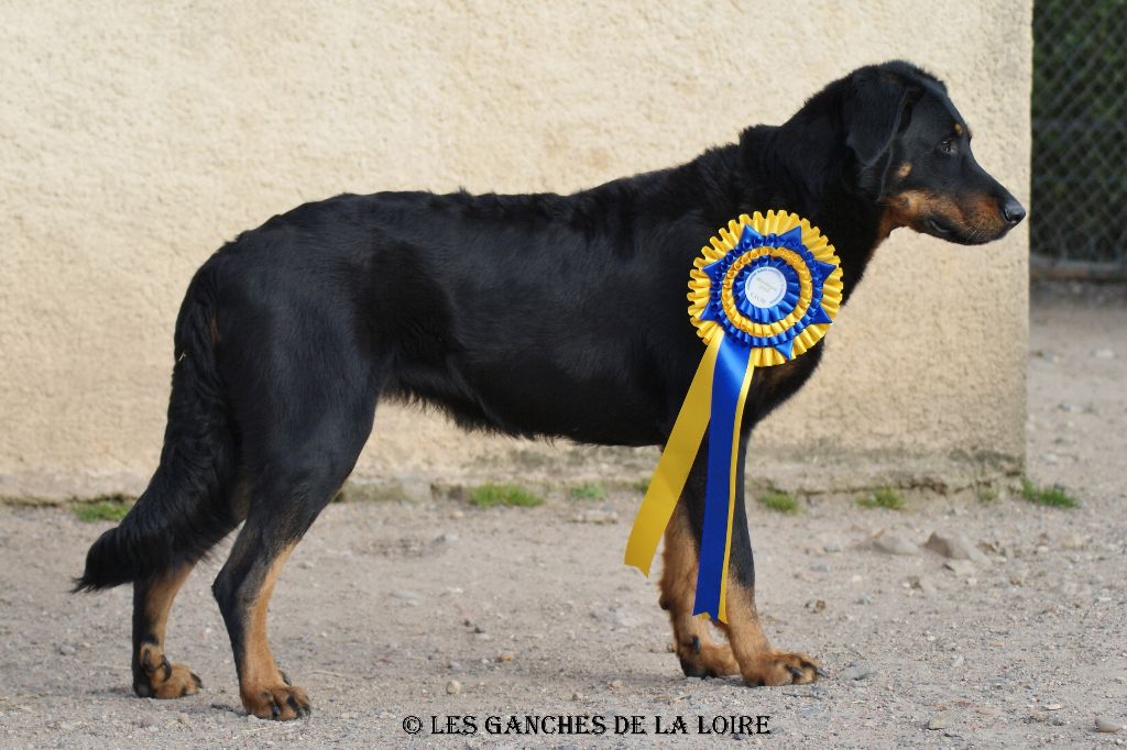 des Ganches de la Loire - Résultats du week end