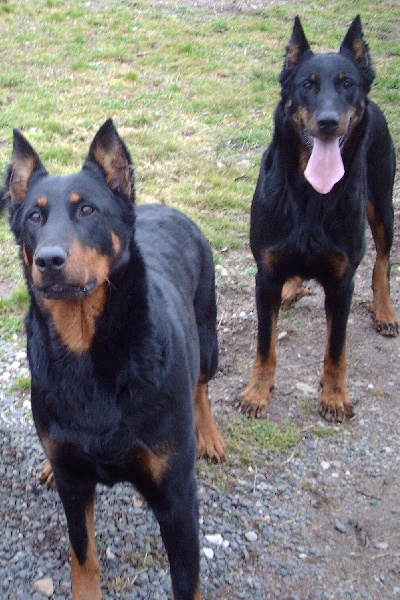 beauceron