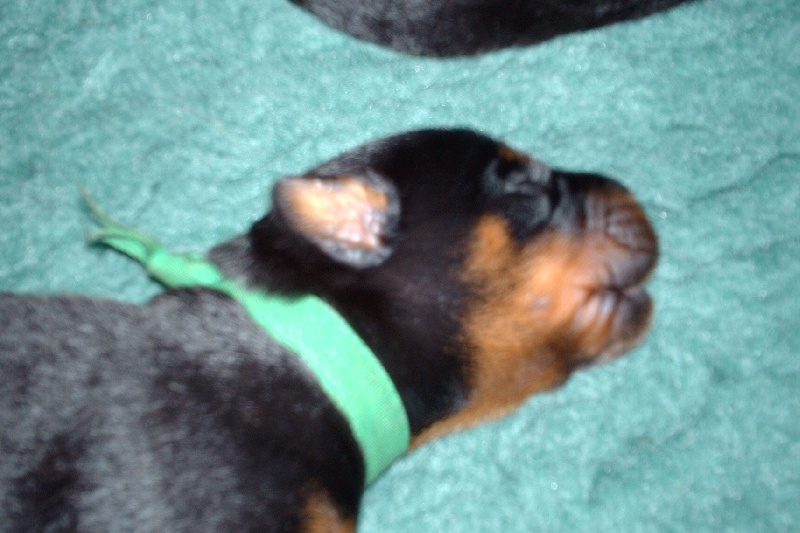 chiots Ula-up & Atlas