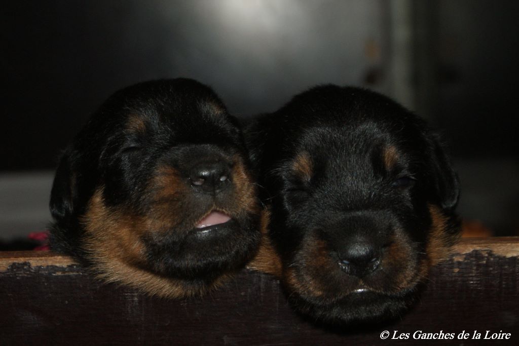Iumana X Onyx