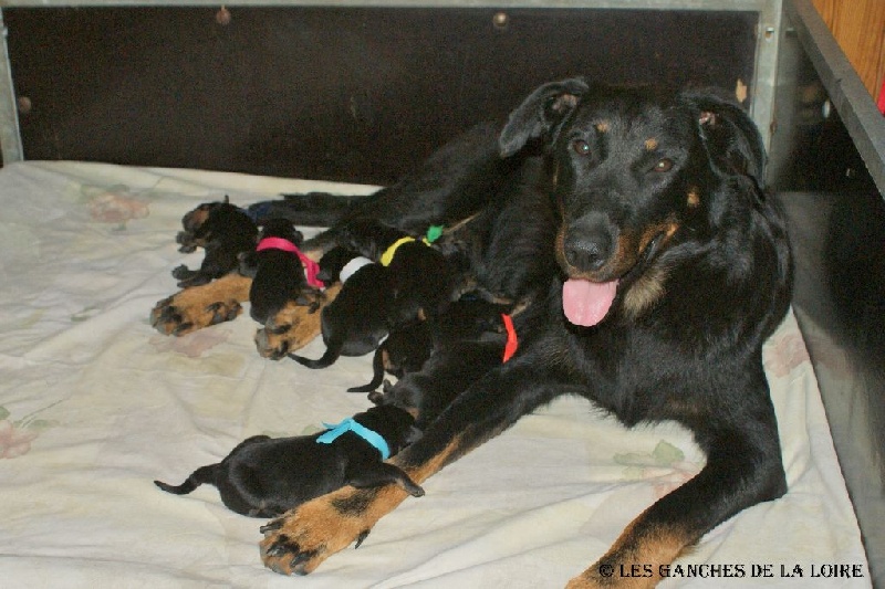 Chiots Iumana X Jaeger