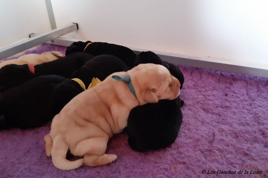 Chiots Nem X Oxley