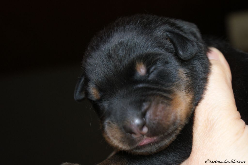 des Ganches de la Loire - Chiots disponibles - Berger de Beauce