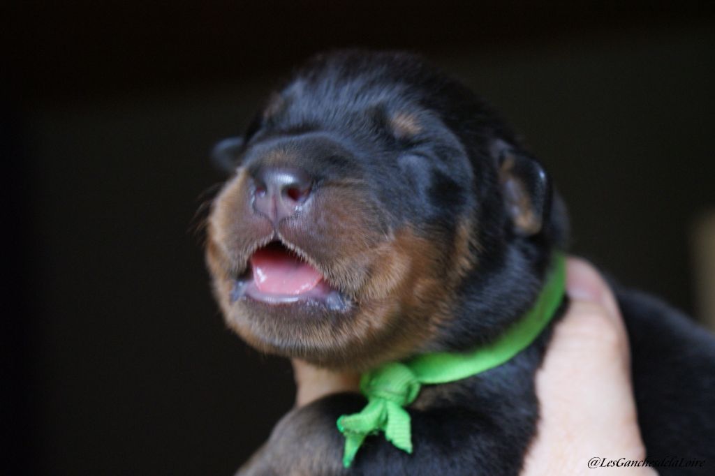 des Ganches de la Loire - Chiots disponibles - Berger de Beauce