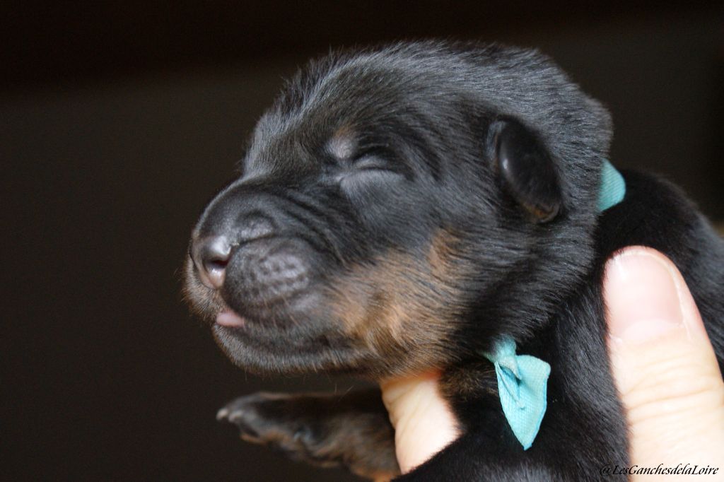 des Ganches de la Loire - Chiots disponibles - Berger de Beauce