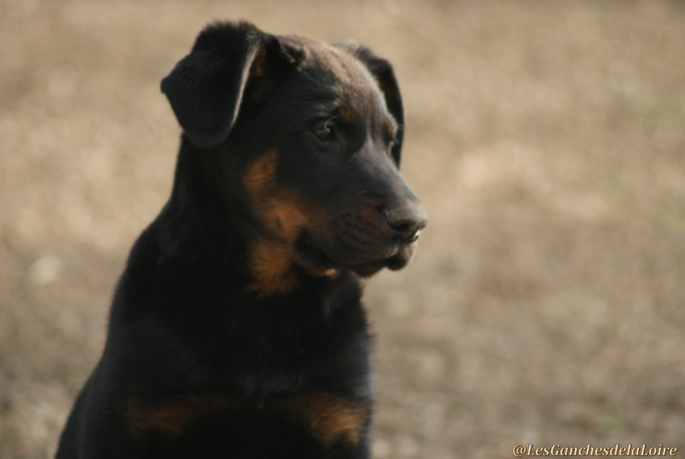 Chiot Berger de Beauce des Ganches de la Loire