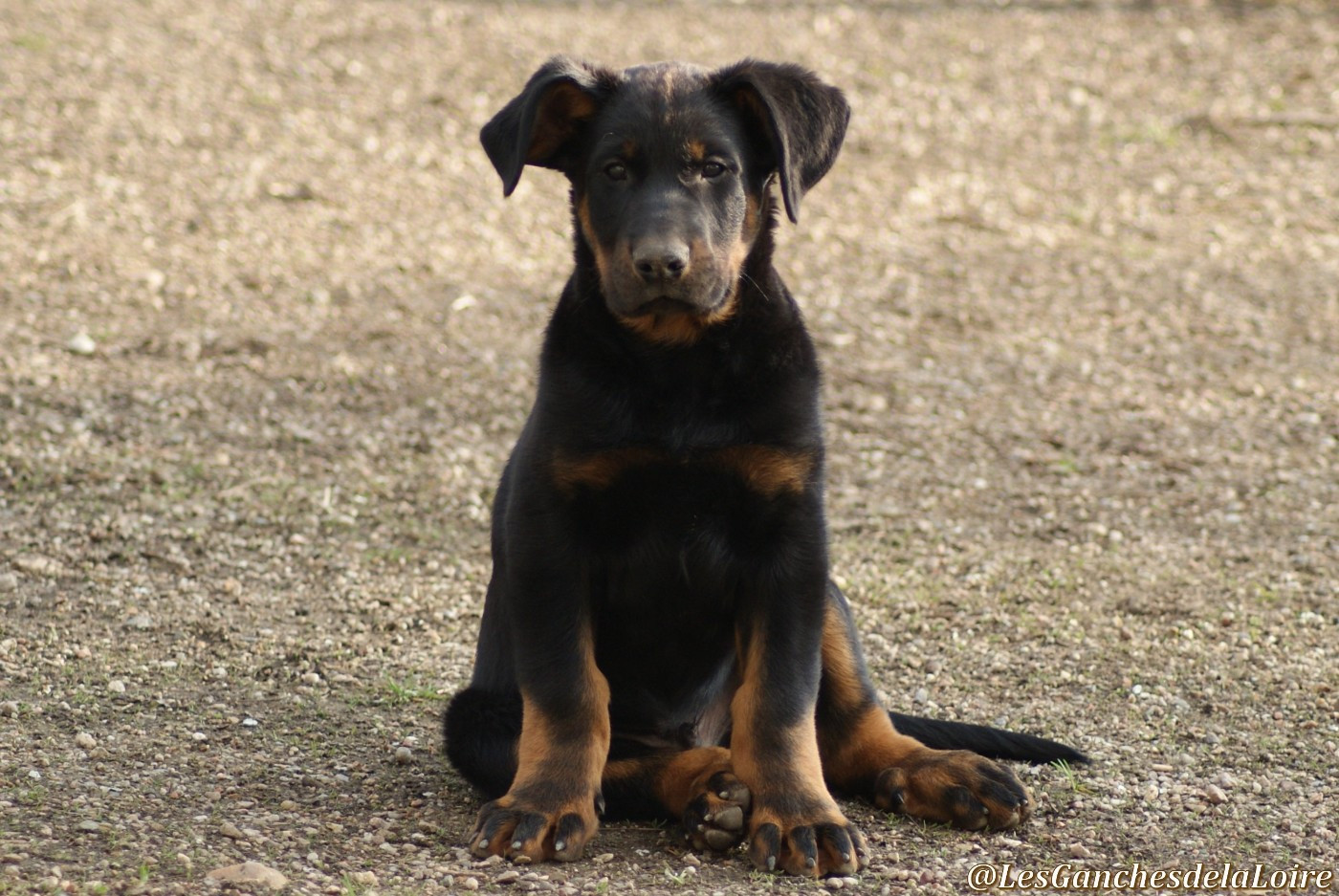 des Ganches de la Loire - Chiots disponibles - Berger de Beauce