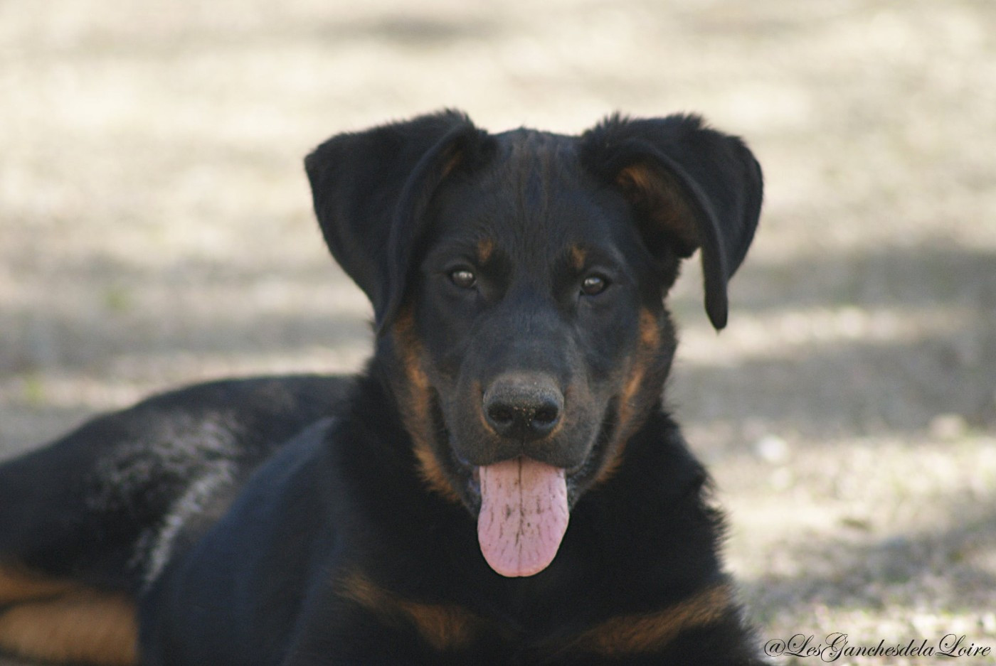 des Ganches de la Loire - Chiots disponibles - Berger de Beauce