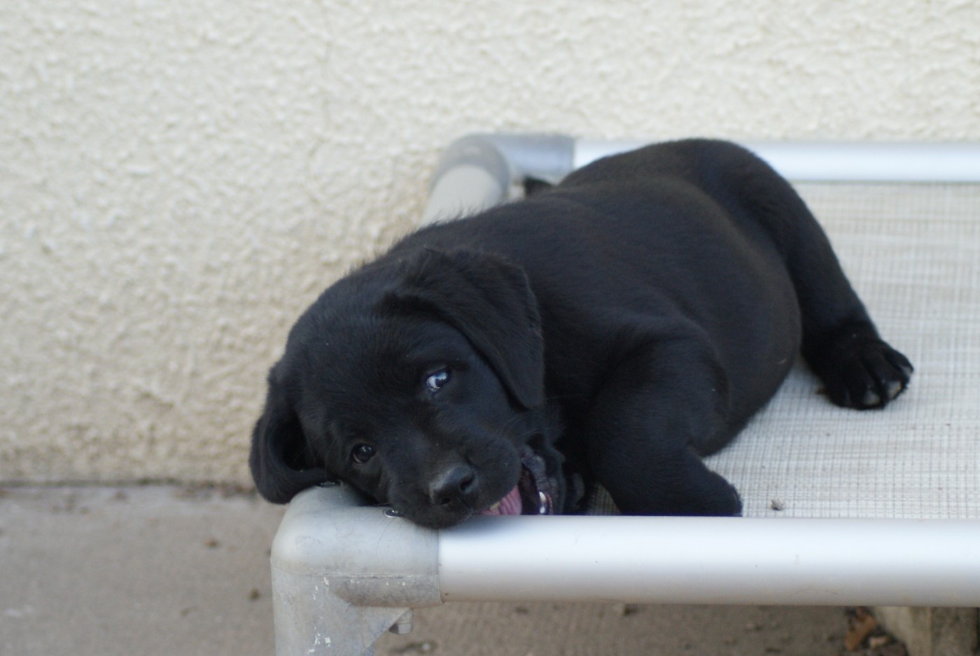 des Ganches de la Loire - Chiots disponibles - Labrador Retriever