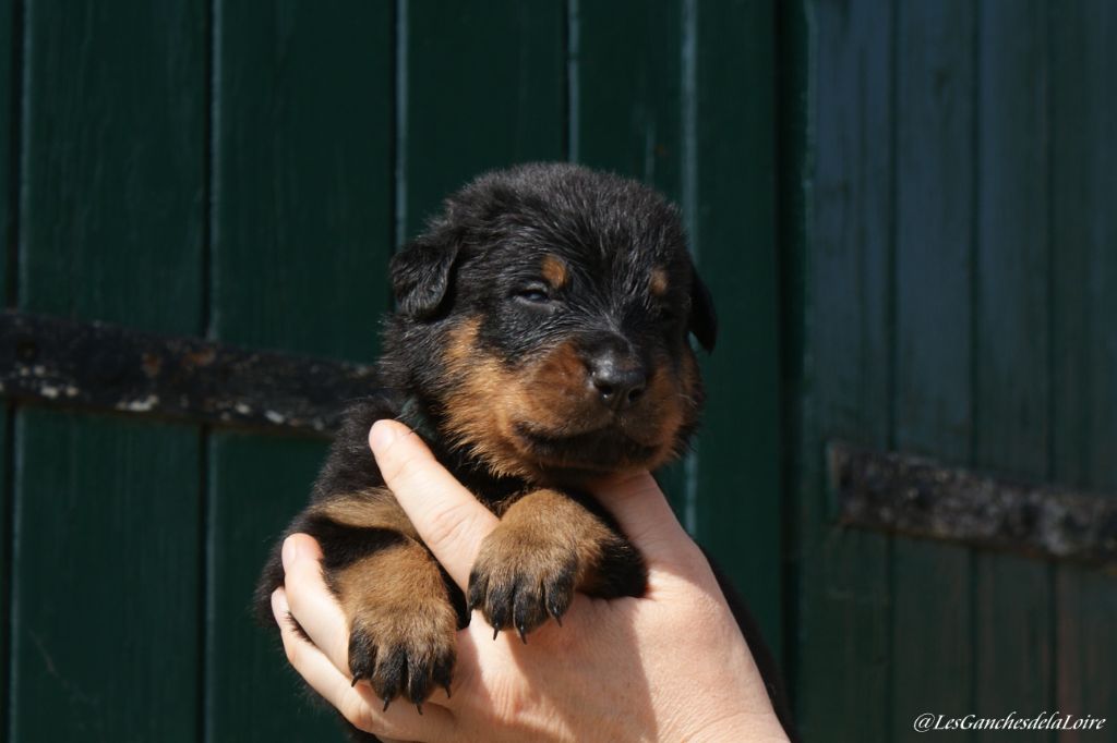 des Ganches de la Loire - Chiots disponibles - Berger de Beauce