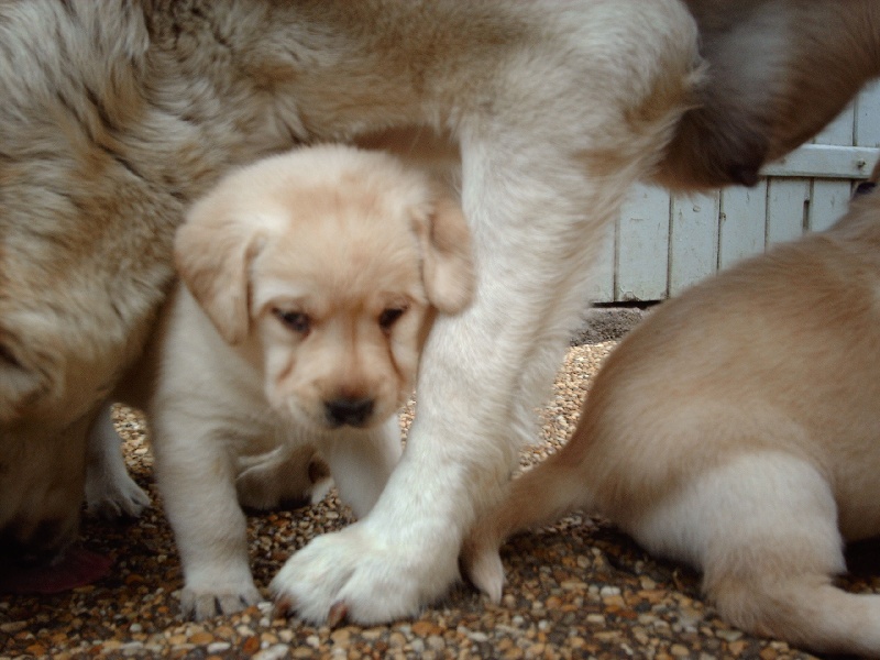 des Ganches de la Loire - Labrador Retriever - Portée née le 02/04/2010
