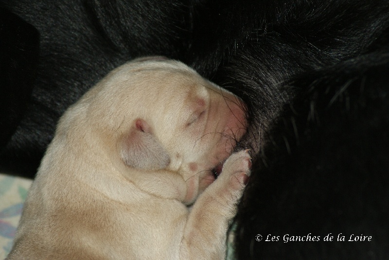 des Ganches de la Loire - Labrador Retriever - Portée née le 24/01/2013