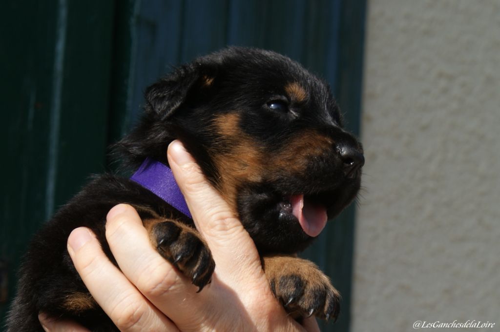 des Ganches de la Loire - Chiots disponibles - Berger de Beauce