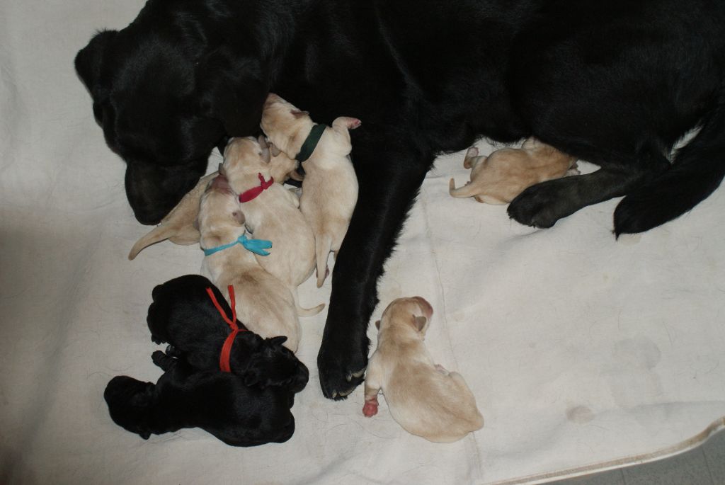 des Ganches de la Loire - Labrador Retriever - Portée née le 11/06/2023