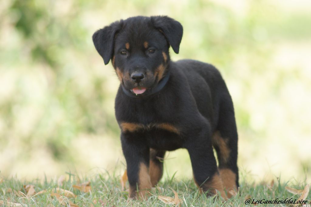 des Ganches de la Loire - Chiots disponibles - Berger de Beauce