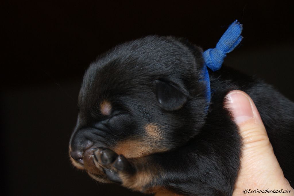 des Ganches de la Loire - Chiots disponibles - Berger de Beauce