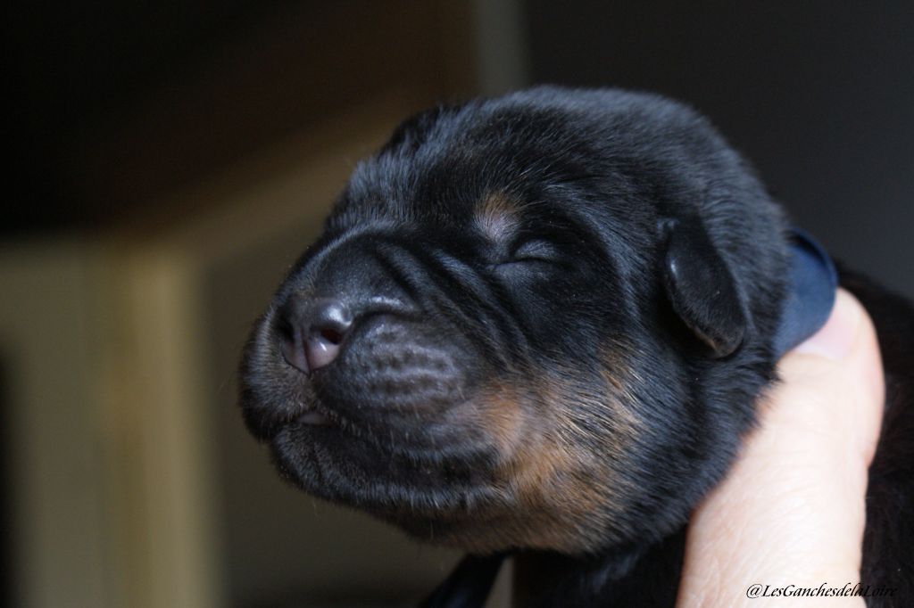 des Ganches de la Loire - Chiots disponibles - Berger de Beauce