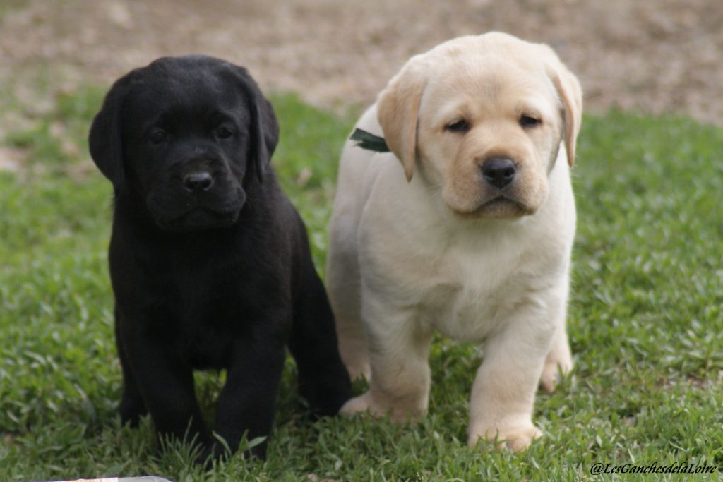 Chiot Labrador Retriever des Ganches de la Loire
