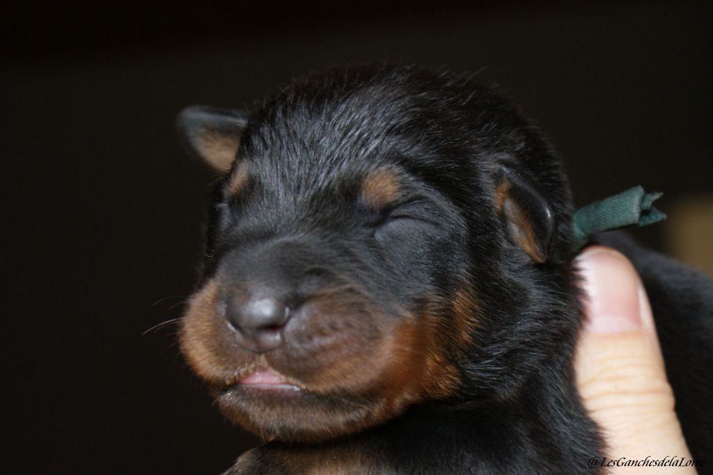 des Ganches de la Loire - Chiots disponibles - Berger de Beauce
