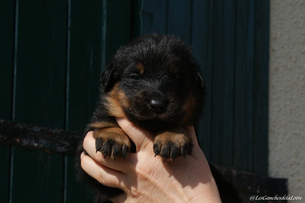 des Ganches de la Loire - Chiots disponibles - Berger de Beauce