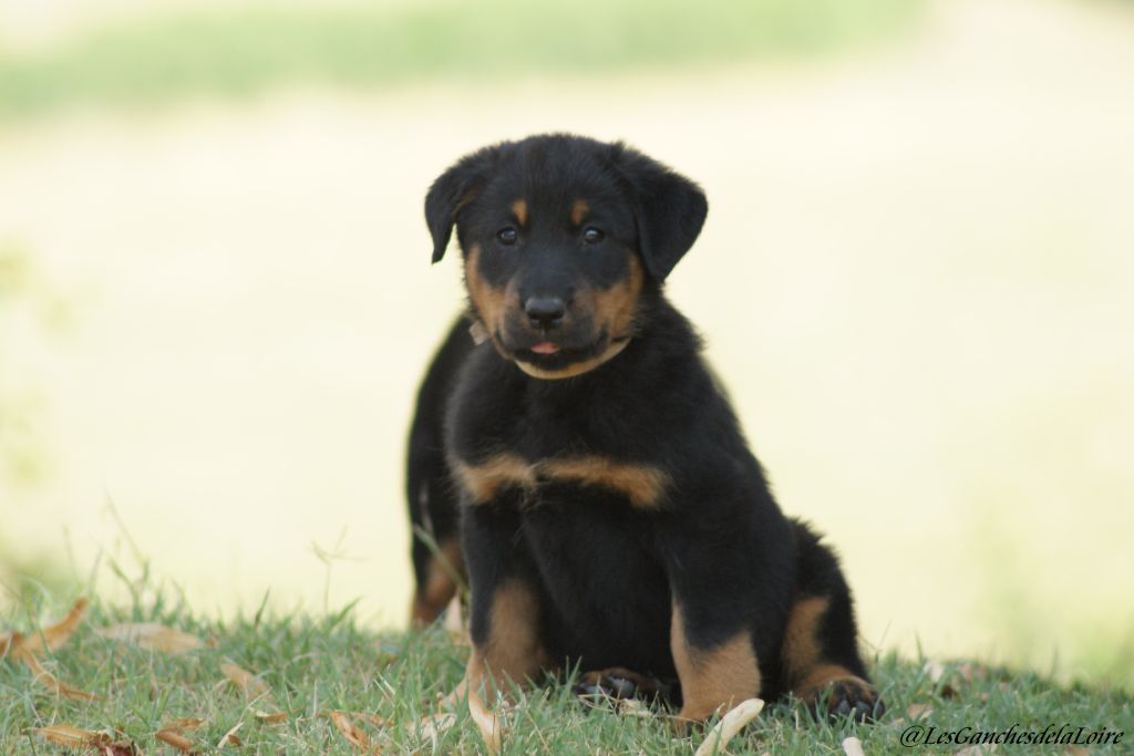 des Ganches de la Loire - Chiots disponibles - Berger de Beauce