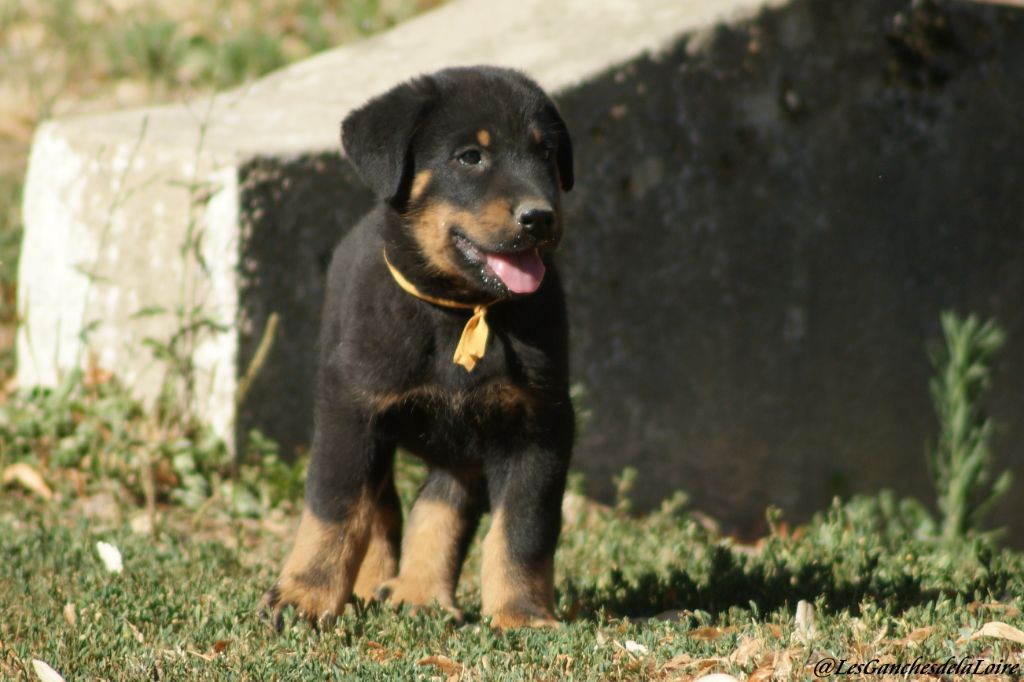 des Ganches de la Loire - Chiots disponibles - Berger de Beauce