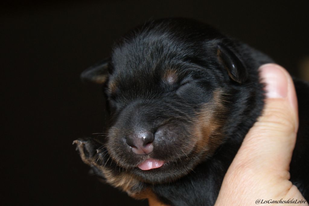 des Ganches de la Loire - Chiots disponibles - Berger de Beauce